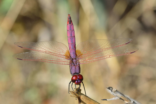 Violet Dropwing m (Trithemis annulata) 12