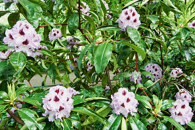 rhododendron-1210042-co-17-05-15