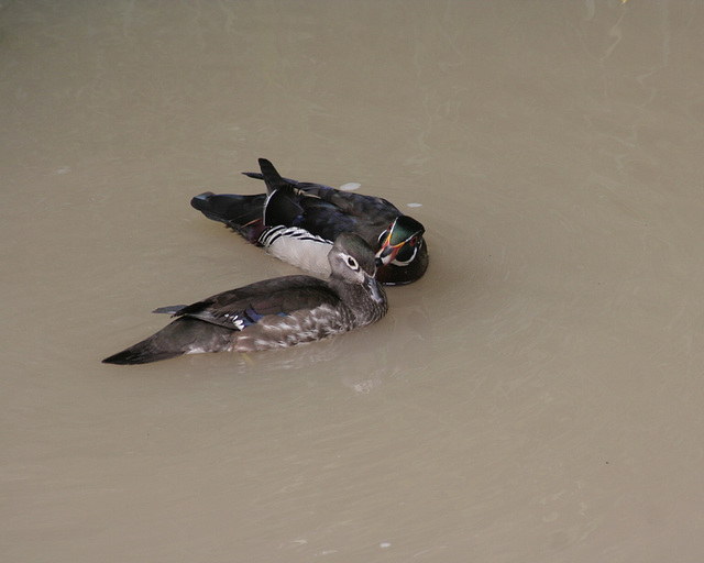 canard branchu / wood duck