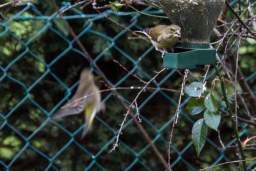 20141228 6131VRAw [D~RI] Grünfink [w+m] (Carduelis chloris), Rinteln