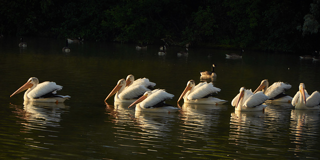 Pelicans at Sunrise