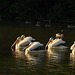 Pelicans at Sunrise