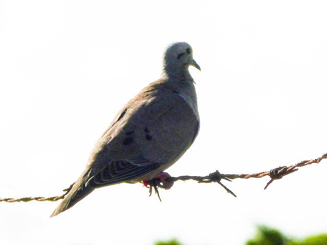 Eared Dove, on way to Tobago airport