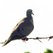 Eared Dove, on way to Tobago airport