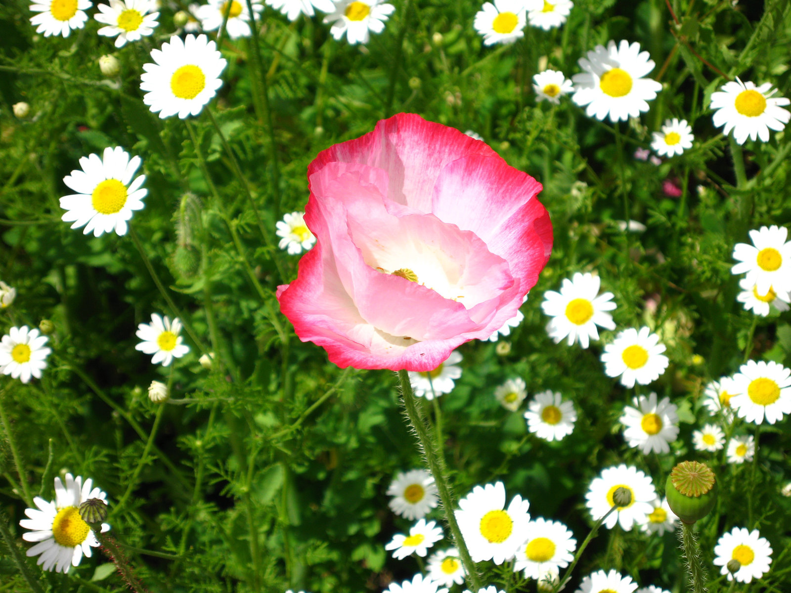 Lady Holte's Garden at Aston Hall