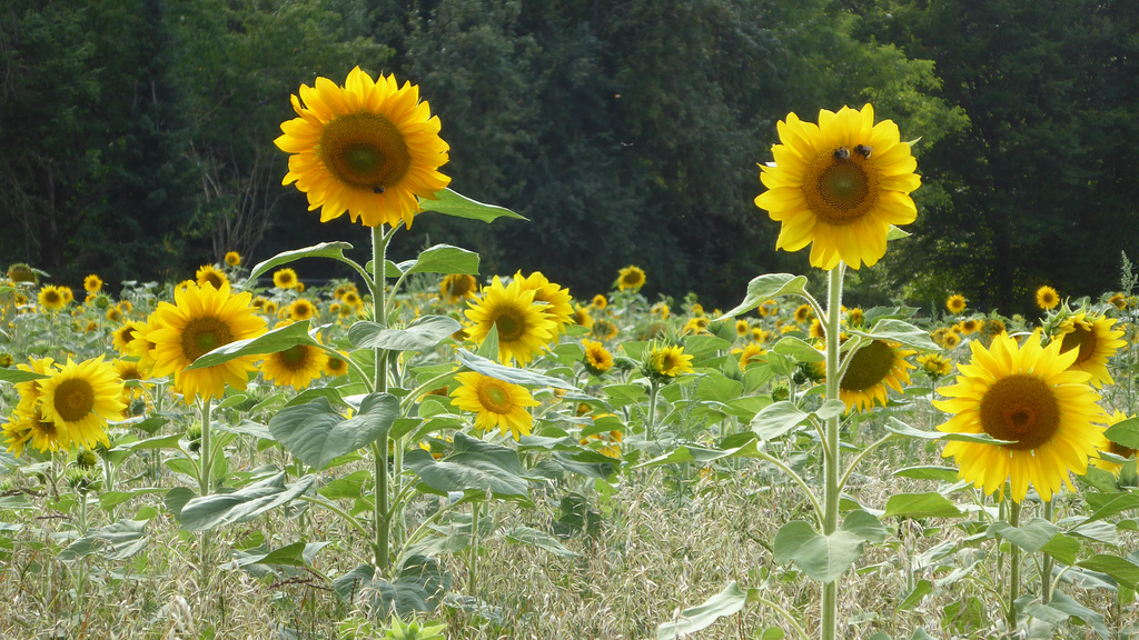 Sonnenblumen