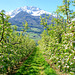 Apfelblüten im Vintschgau. ©UdoSm