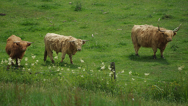 Highland Fence Fringes