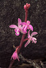 Hexalectris grandiflora (Giant Crested Coralroot orchid)