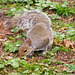 Squirrel in the Park 05