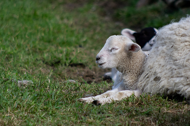 Lamb of the day: Sleepy