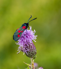 Cinnabar moth