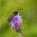 Cinnabar moth