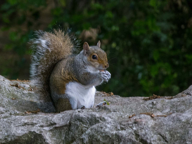 Squirrel sitting on some rocks..they seem to like the height.