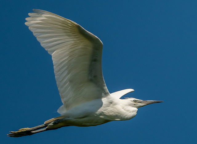 Little egret