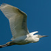 Little egret