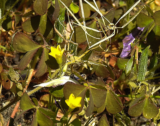 20230613 0928CPw [D~LIP] Gehörnter Sauerklee (Oxalis corniculata), Bad Salzuflen