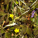 20230613 0928CPw [D~LIP] Gehörnter Sauerklee (Oxalis corniculata), Bad Salzuflen