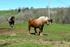 Mes copains en Auvergne.