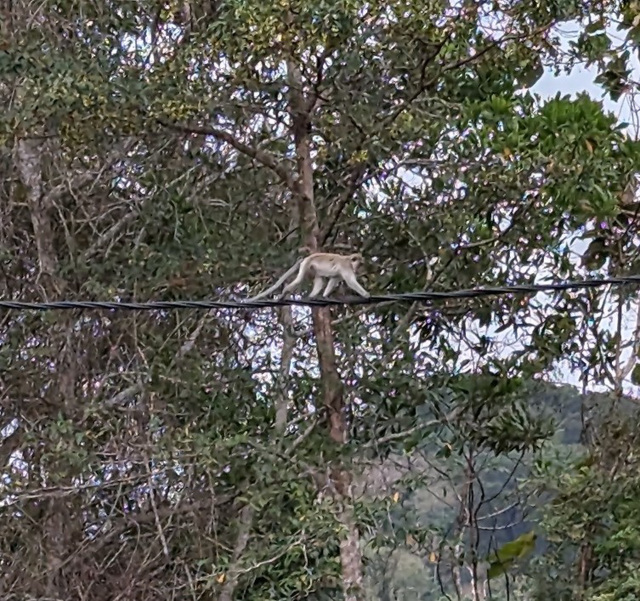 Singes acrobates en spectacle imprévu !