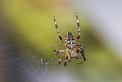 Minuscule araignée de 5 mm.