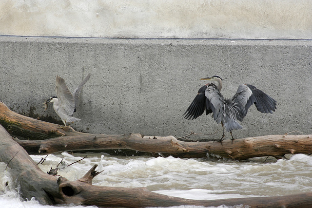 grand héron et bihoreau gris / great blue heron and black-crowned night heron