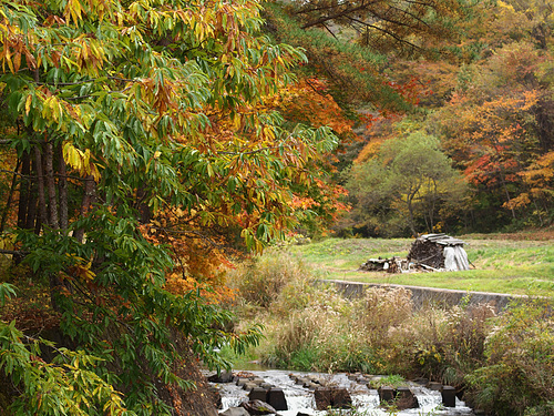 Autumn leaves