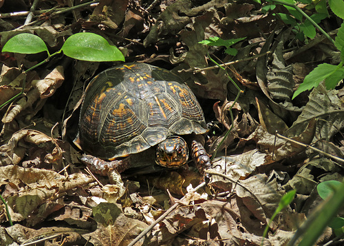 Eastern Box Turtle