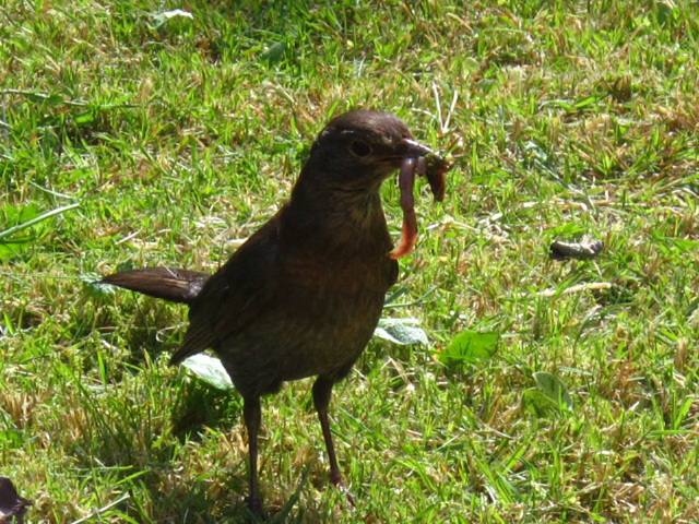 I thought she'd had enough worms ......