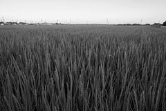 Rice plants continue to grow