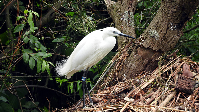 Little Egret