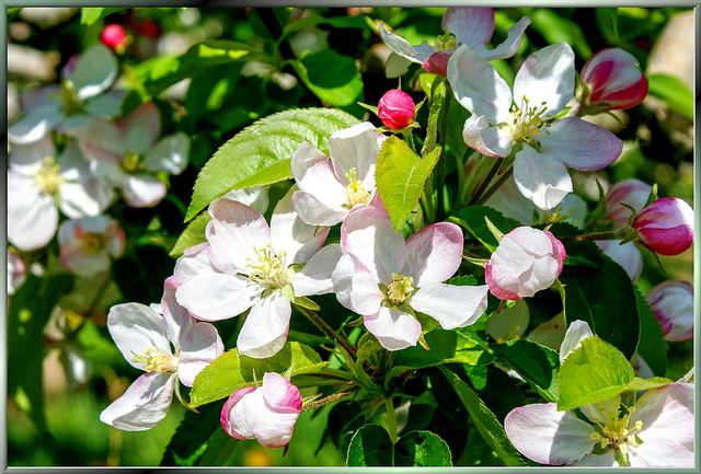 Apfelblüten im Vintschgau. ©UdoSm