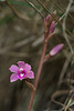 Hexalectris grandiflora (Giant Crested Coralroot orchid)