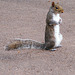 Squirrel in the Park 06
