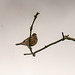 Linnet