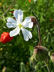 le compagnon blanc , Silene latifolia , silène à feuilles larges