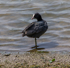 Coot