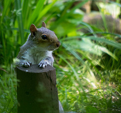 Squirrel table