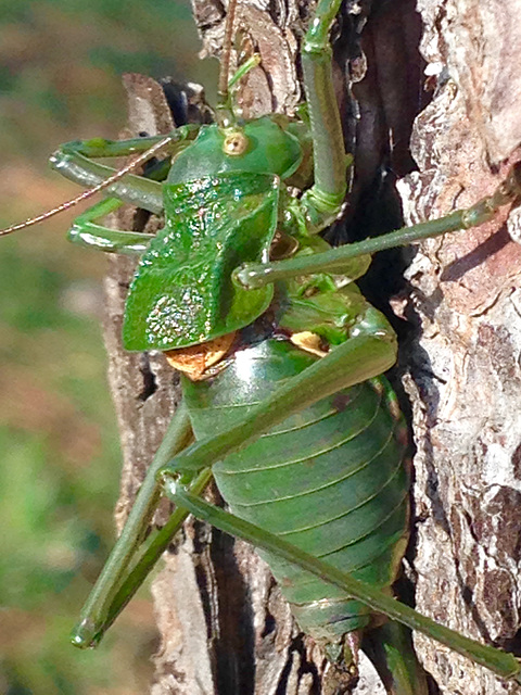 Gafanhoto verde (portugués). Nombre científico:Decticus verruciverus “El mordedor de verrugas"