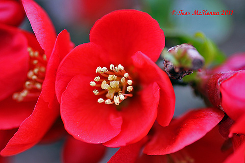 Camellia Japonica  014