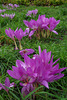 Autumn crocus