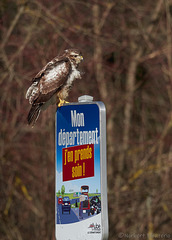 Rapace qui fait de la Pub...