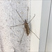 Crane fly