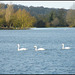 one, two, three... swans