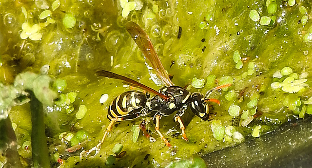 20230613 0930CPw [D~LIP] Haus-Feldwespe (Polistes dominula), Bad Salzuflen