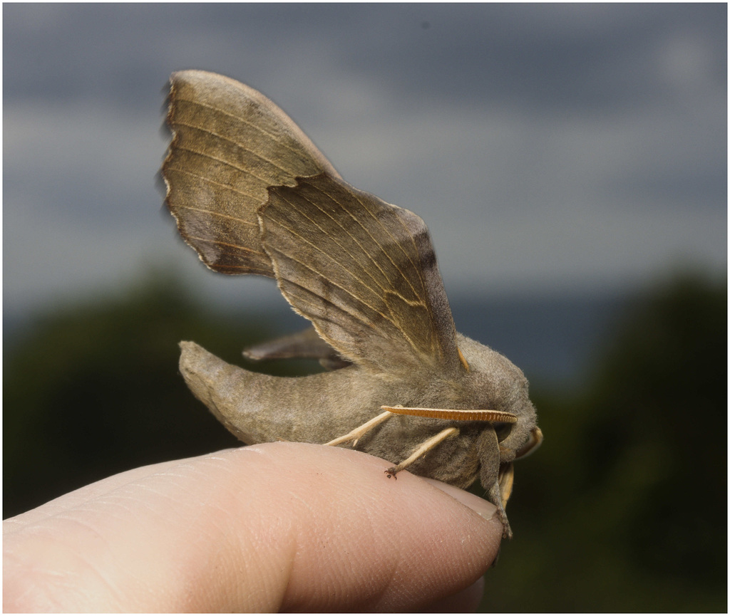 IMG 0098 Poplar Hawk Moth