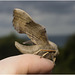 IMG 0098 Poplar Hawk Moth