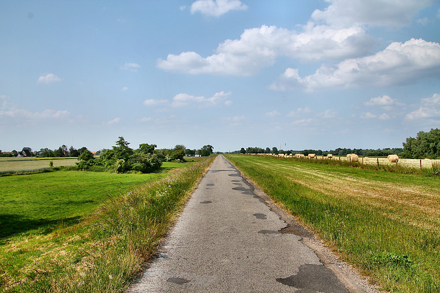 Weg auf dem Rheindeich (Rheinberg) / 8.06.2023