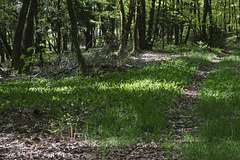 Teppich aus Maiglöckchen