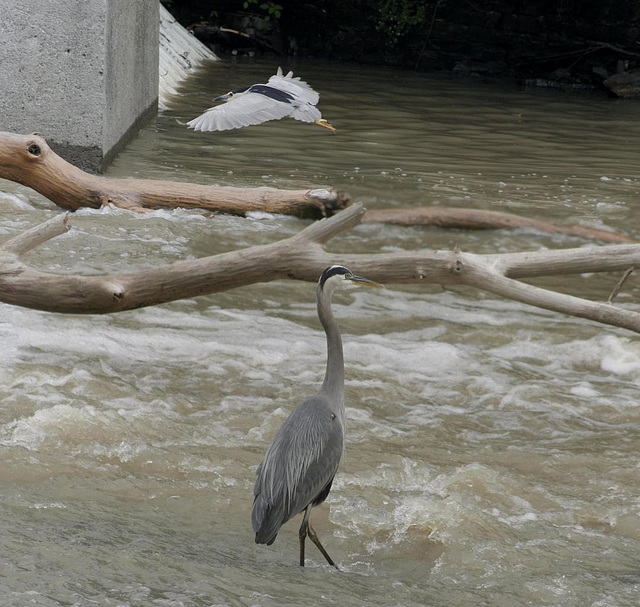 grand héron et bihoreau gris / great blue heron and black-crowned night heron grand héron et bihoreau gris / great blue heron and black-crowned night heron